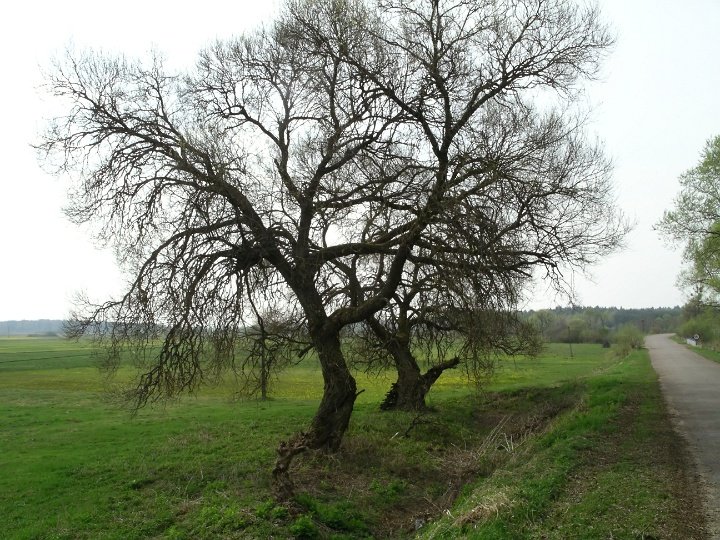 IMGP3241 