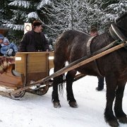 IMGP4170   Na koniec Antoś pierwszy raz pojechał saniami z prawdziwym koniem.