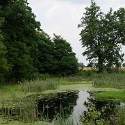IMGP7528   Obok leśniczówki jest bajoro pełne żab, które wieczorami darły się w niebogłosy.