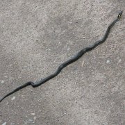 IMG 1281  Nie zrozumiałem co na temat zmian klimatycznych miała do powiedzenia ta pani. Syknęła i popełzła w swoją stronę.