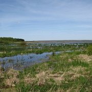 IMG 1348  Pogłoski o globalnym ociepleniu i postępującej suszy do Puszczy Białowieskiej jeszcze nie dotarły.