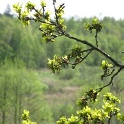 IMG 1478  Wiosna nadeszła i nawet późne dęby wypuszczają listki.