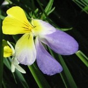 Flora