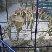 IMG 2322   Odkryta całkiem niedawno jaskinia kryje kości wielu zwierząt. Tutaj kompletny szkielet niedźwiedzia jaskiniowego.