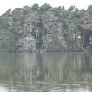 IMG 2500   Jezioro Dołgie Duże i drzewa zasiedlone przez kormorany.