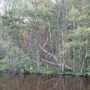 IMG 2511   Jeżdżąc rowerami zwiedzaliśmy okolicę. To jezioro Dołgie Małe.