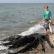 IMG 2532   Na plaży spotykało się nawet takie dziwa, jak pień starego dębu.