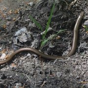 IMGP 281   i zabrała się za fotografowanie gadziny wszelakiej.