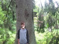 IMG 3703  Koło gajówki rośnie świerk pamiętający początek XIX wieku