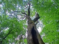 20240613 115059 --> Dąb Warcisław koła Ustronia Morskiego.